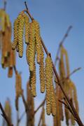 Corylus avellana   Corylus silvestris